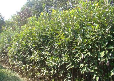 園林綠化公司 從創(chuàng)意設(shè)計(jì)到卓越施工的全方位服務(wù)