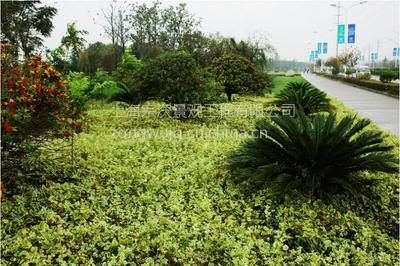 道路綠化 從設(shè)計(jì)到養(yǎng)護(hù)的全方位生態(tài)工程