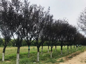 第一天 走進園林花木的神秘之地——探秘園林綠化工程設計及施工